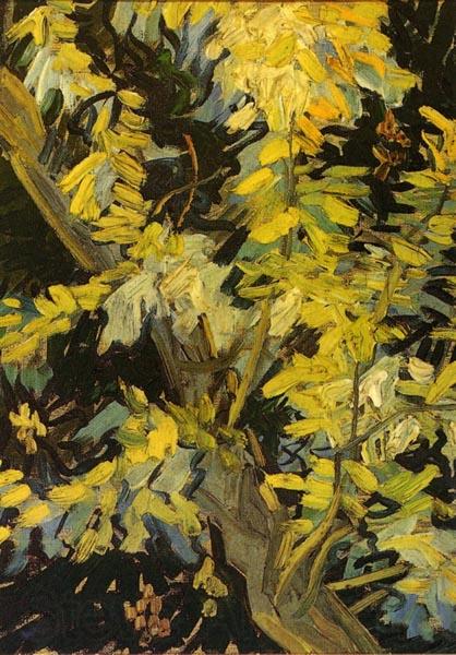 Vincent Van Gogh Blossoming Acacia Branches Germany oil painting art